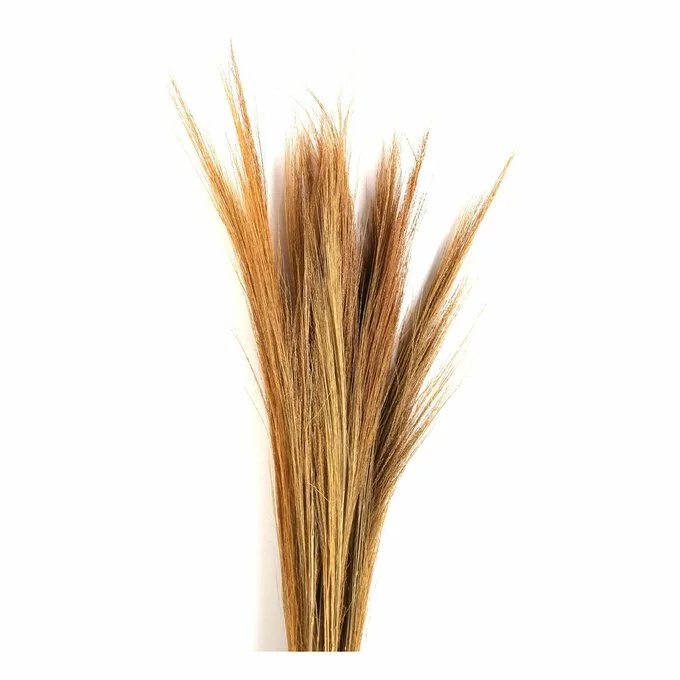 Hobbycraft Biscotti Broom Grass Bunch 100cm 4 Hobbycraft Biscotti Broom Grass Bunch 100cm - Image 2